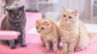 NekocyanPAKE4967 466 TP V