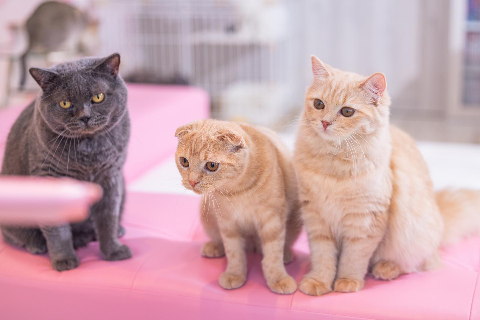 NekocyanPAKE4967 466 TP V