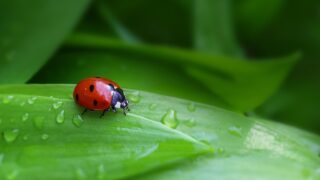 Katerinavulcova ladybug 8655134