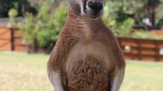 Mrskirk72 red kangaroo 7588753