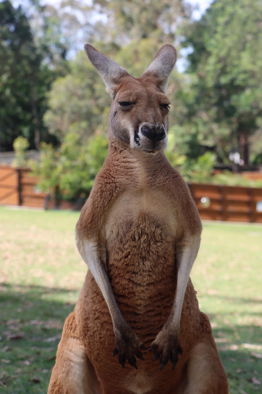 Mrskirk72 red kangaroo 7588753