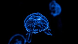 クラゲ